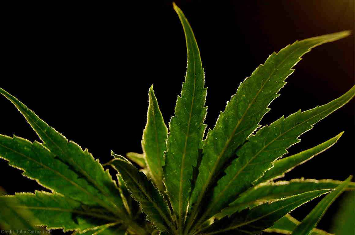 photo of marijuana leaf 
