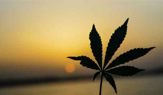 Cannabis Regulation Act
